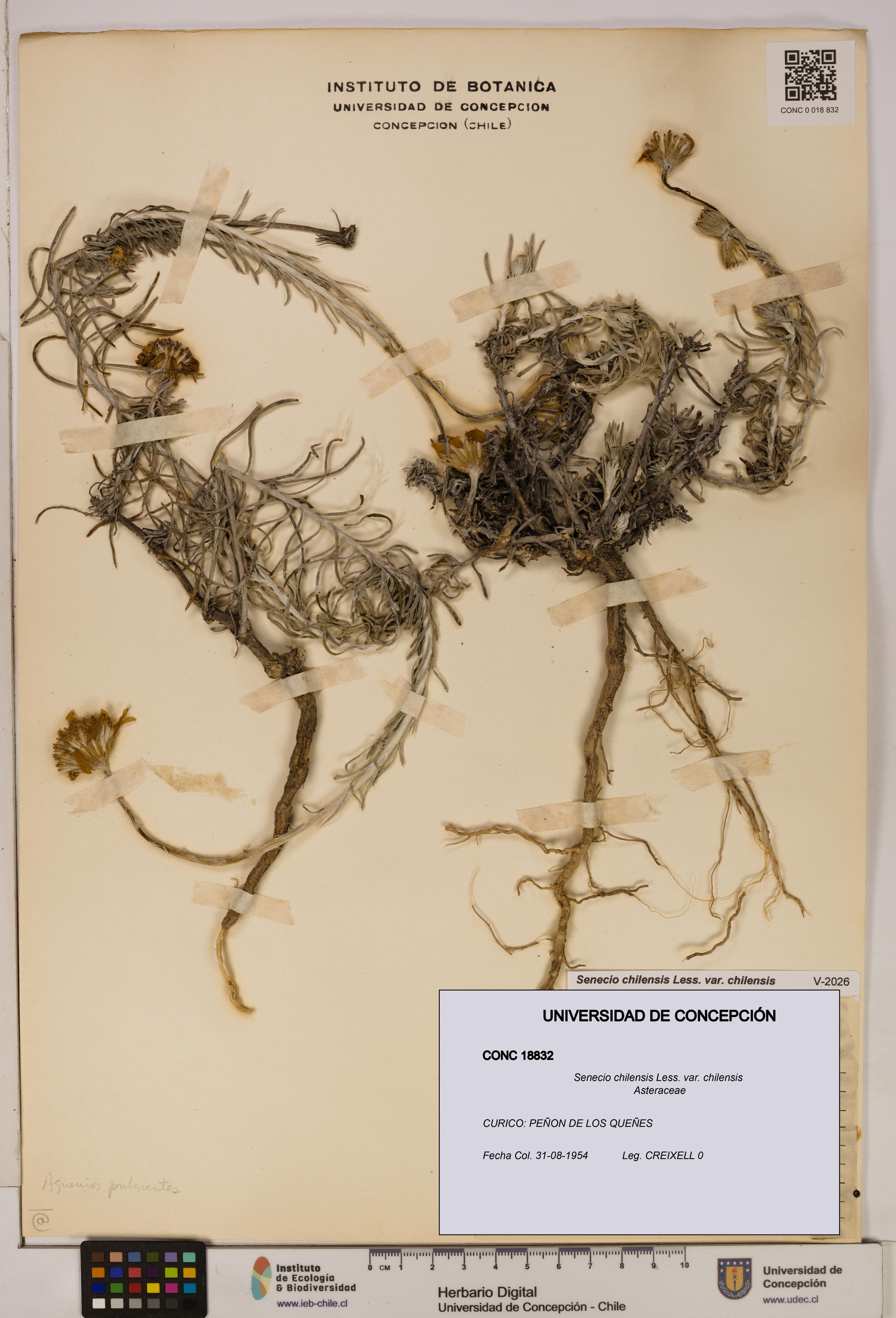 Senecio chilensis var. chilensis [Espécimen: UDEC:CONC:0018832]