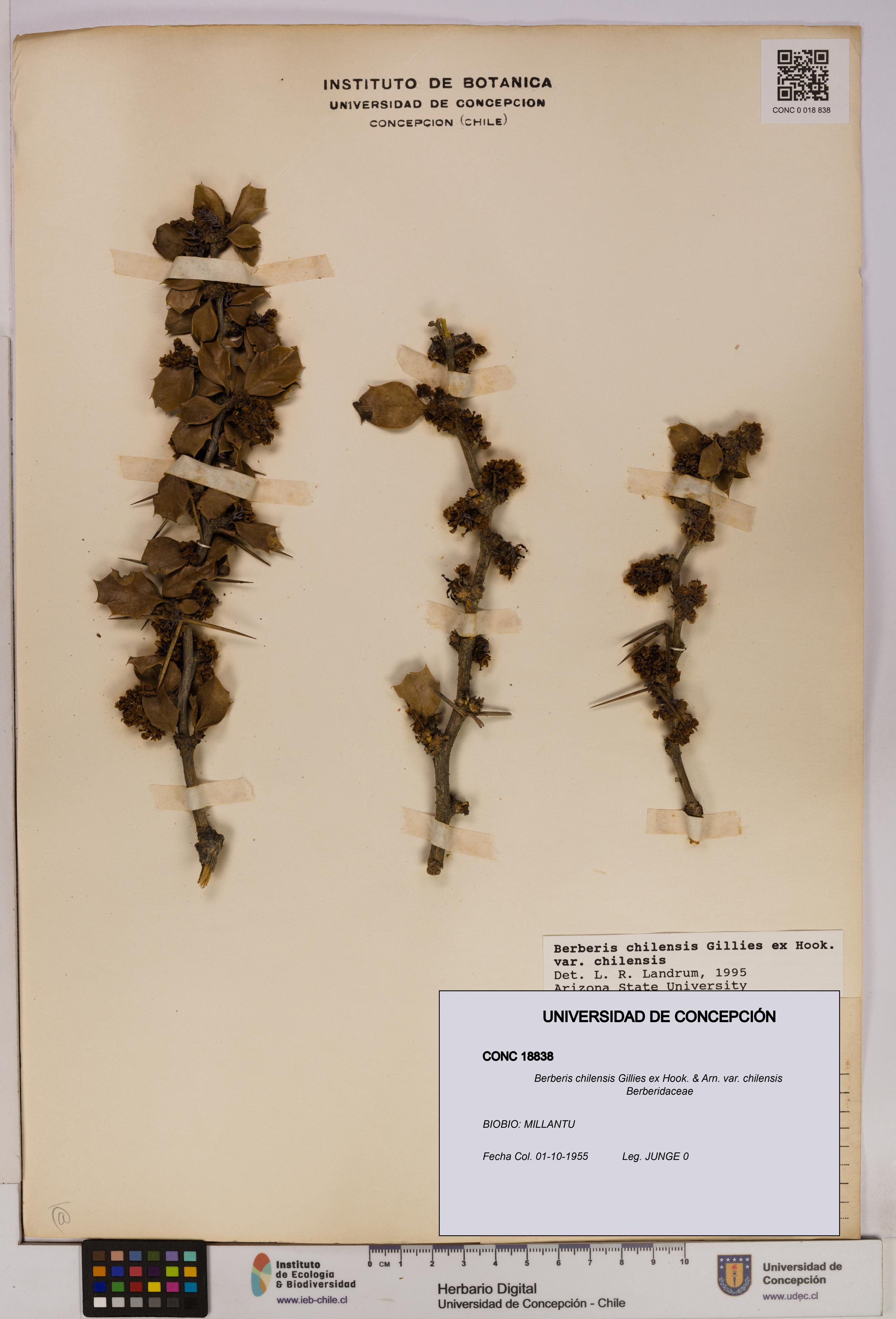 Berberis chilensis var. chilensis [Espécimen: UDEC:CONC:0018838]