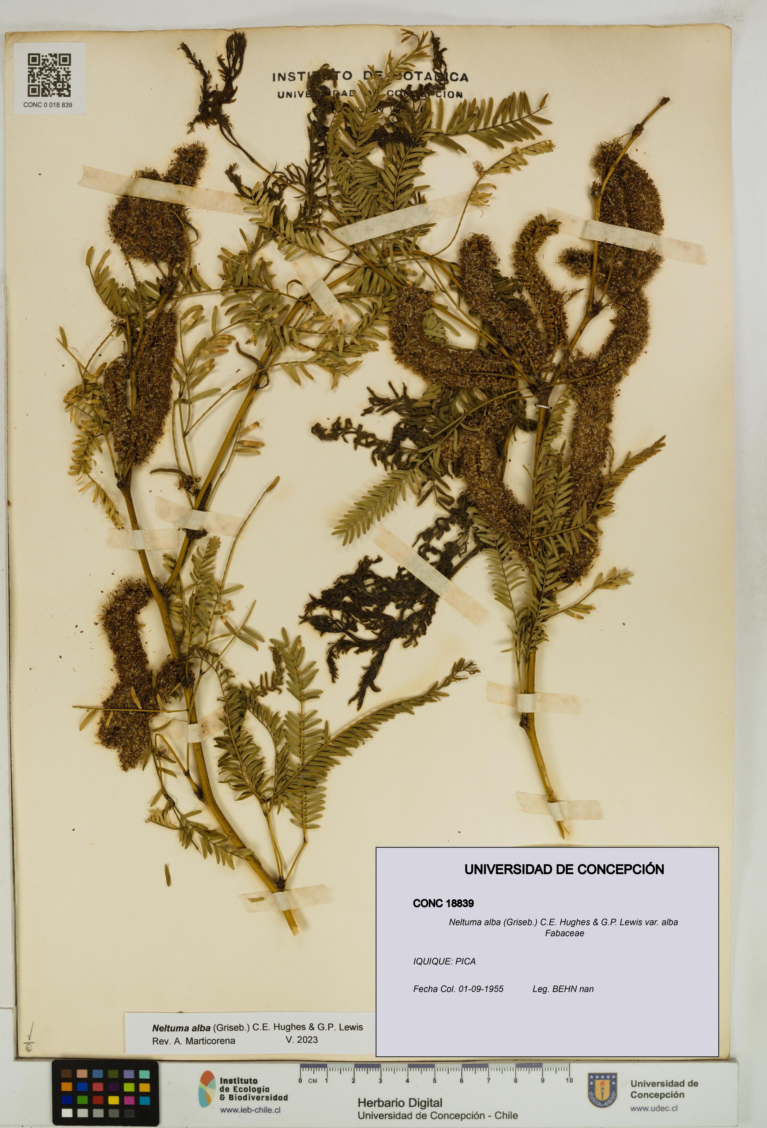 Neltuma alba var. alba [Espécimen: UDEC:CONC:0018839]