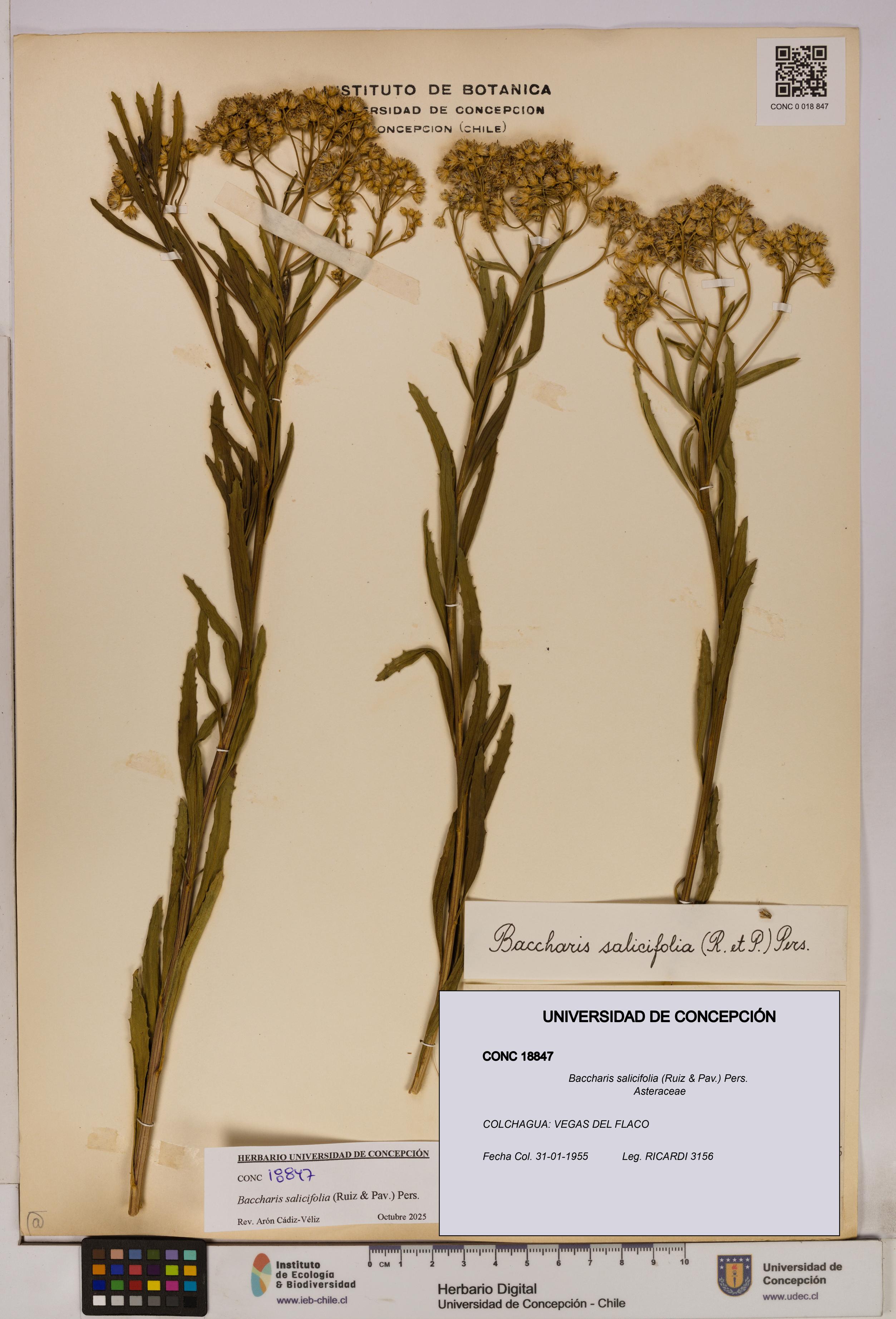 Baccharis salicifolia [Espécimen: UDEC:CONC:0018847]