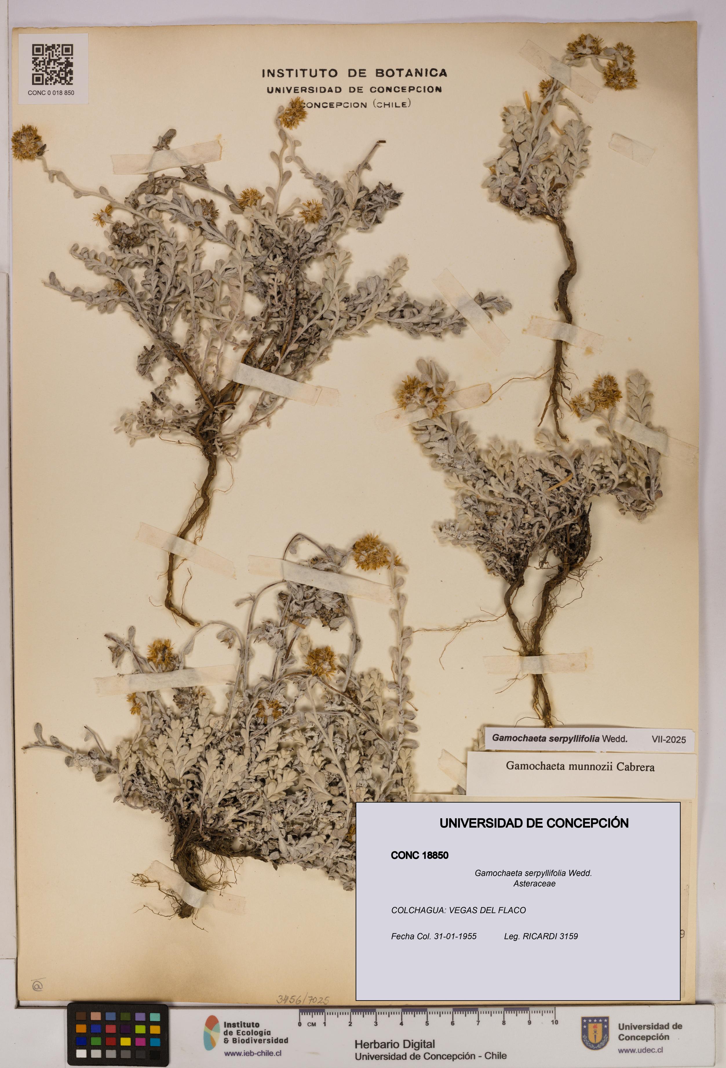 Gamochaeta serpyllifolia [Espécimen: UDEC:CONC:0018850]