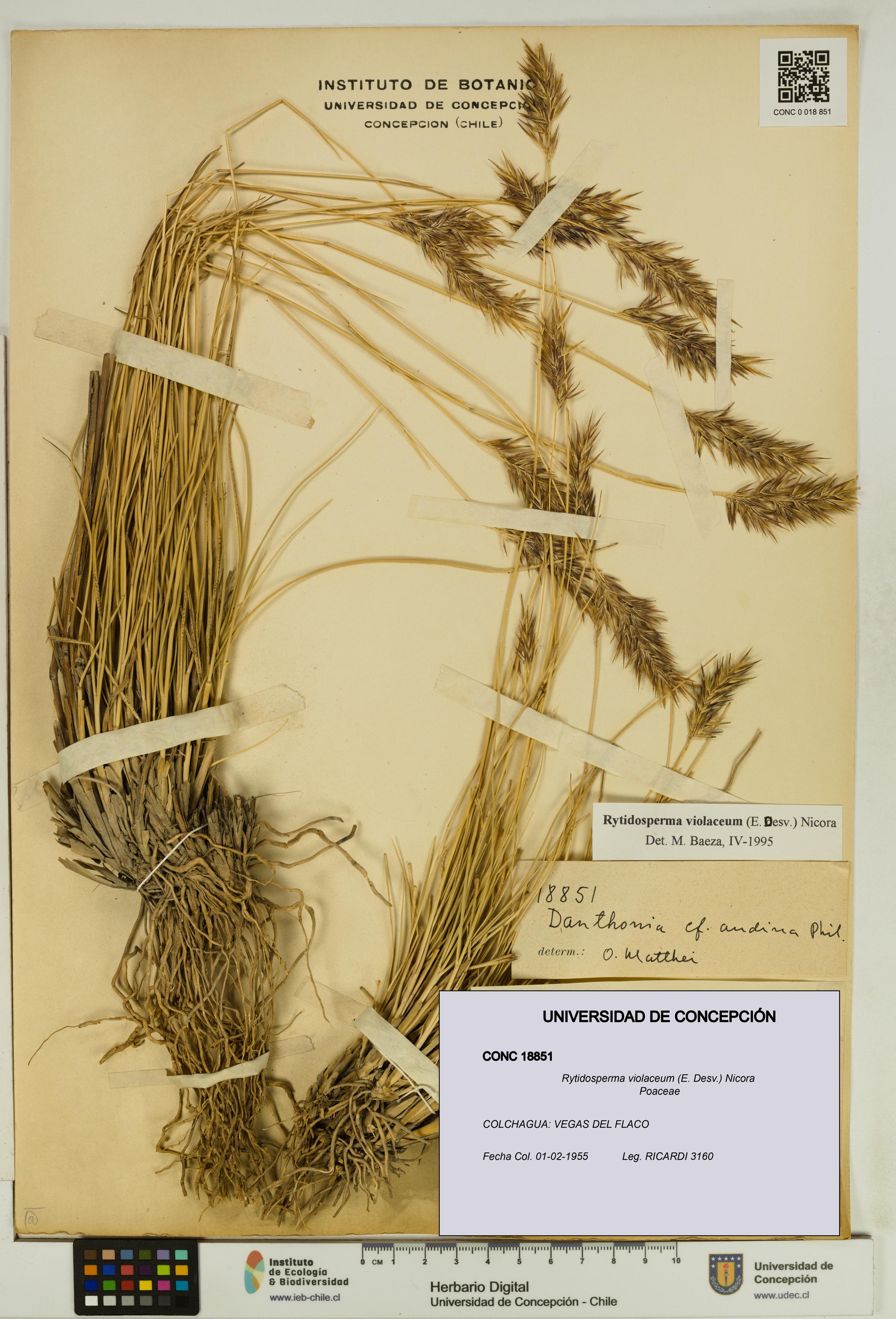 Rytidosperma violaceum [Espécimen: UDEC:CONC:0018851]
