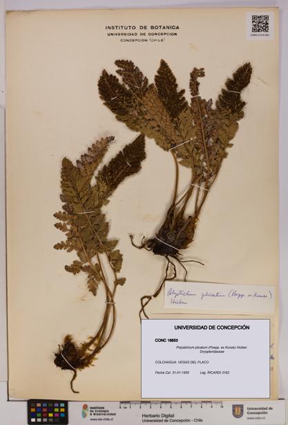 Polystichum plicatum [Espécimen: UDEC:CONC:0018853]