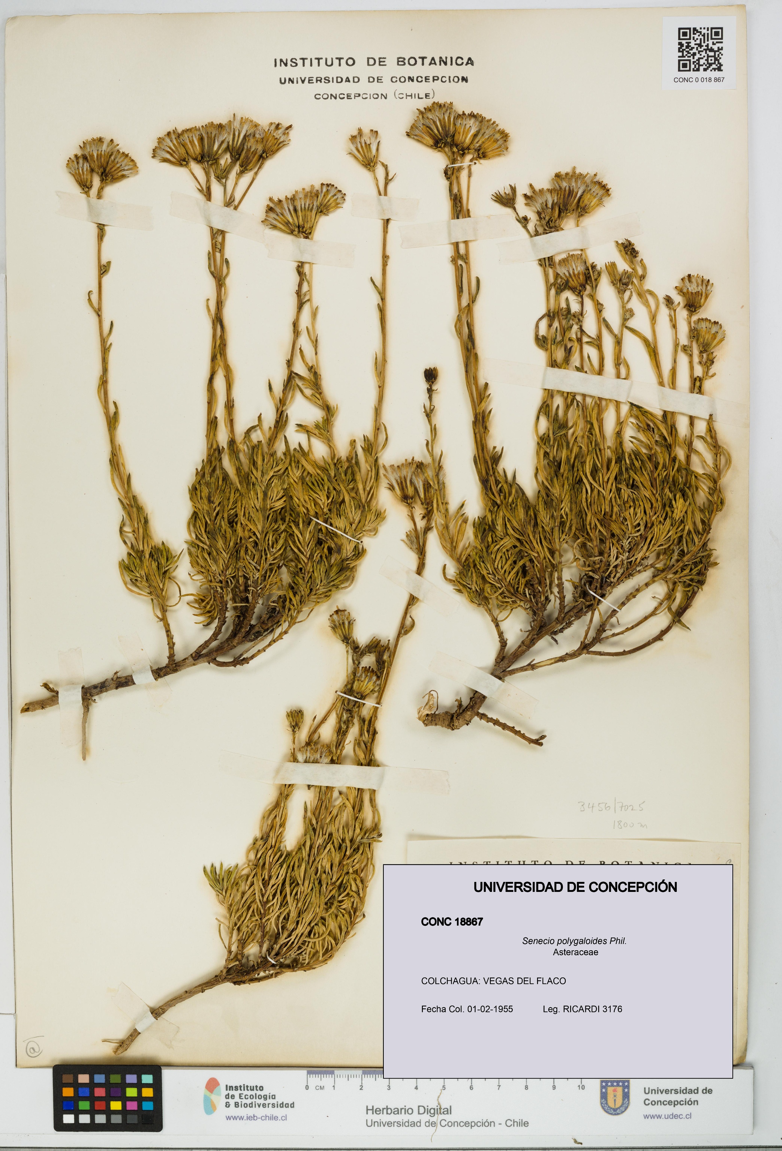 Senecio polygaloides [Espécimen: UDEC:CONC:0018867]