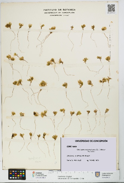 Chaetanthera euphrasioides [Espécimen: UDEC:CONC:0018869]