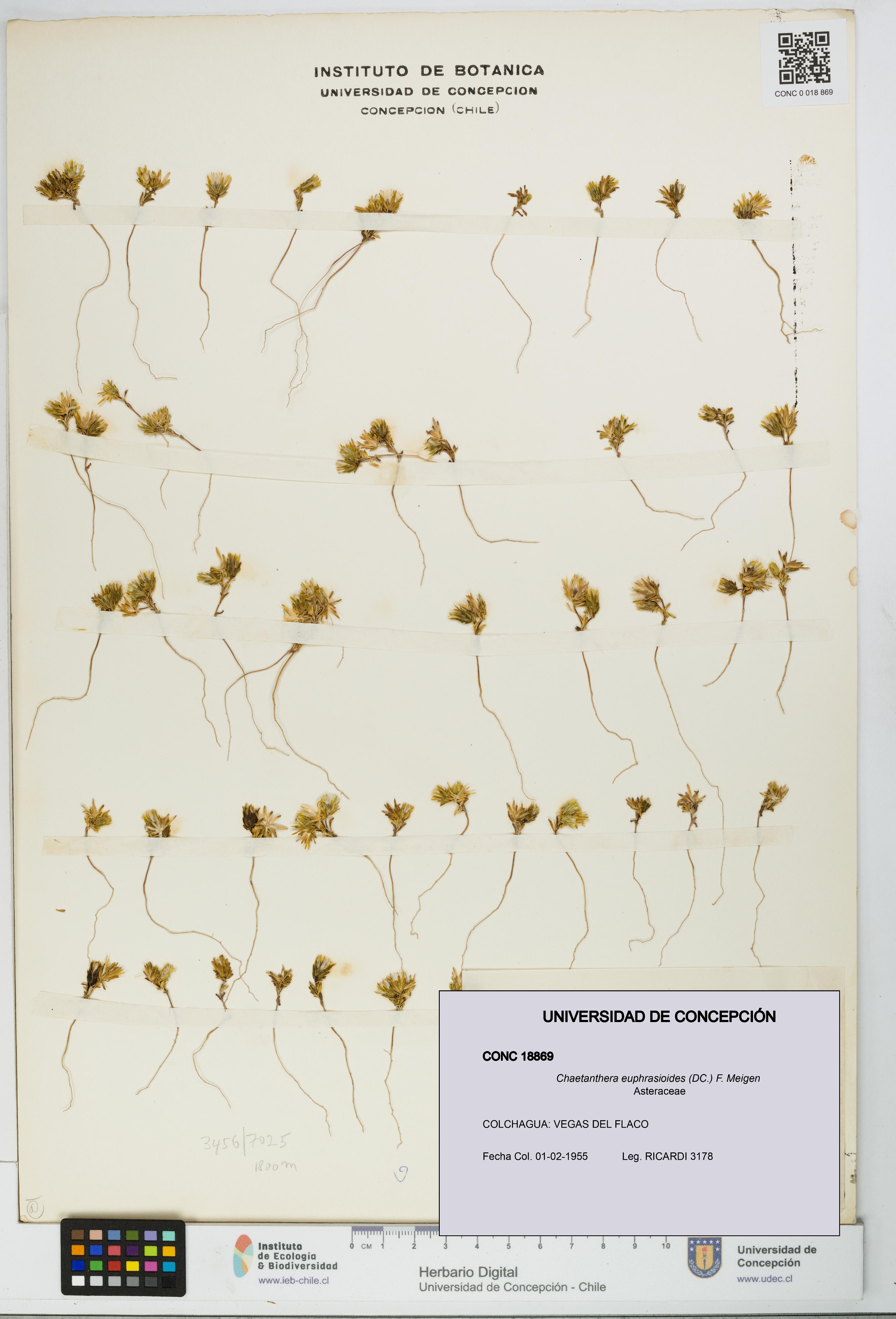 Chaetanthera euphrasioides [Espécimen: UDEC:CONC:0018869]