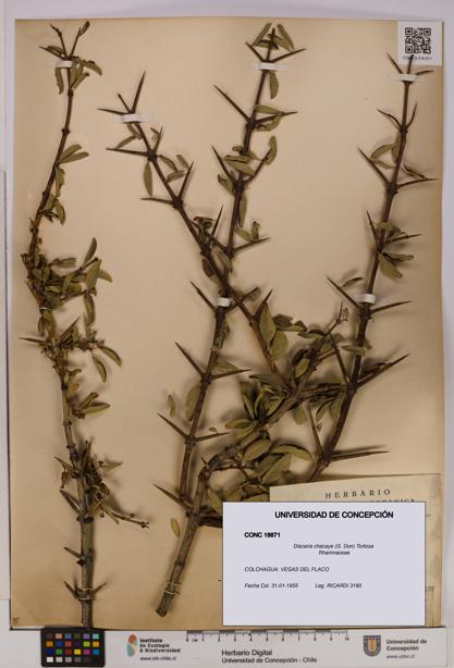 Discaria chacaye [Espécimen: UDEC:CONC:0018871]