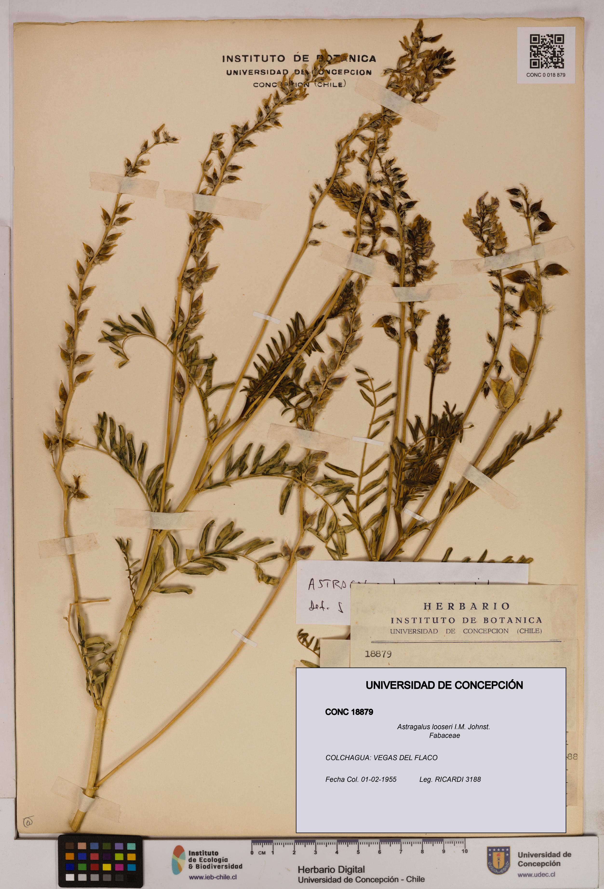 Astragalus looseri [Espécimen: UDEC:CONC:0018879]