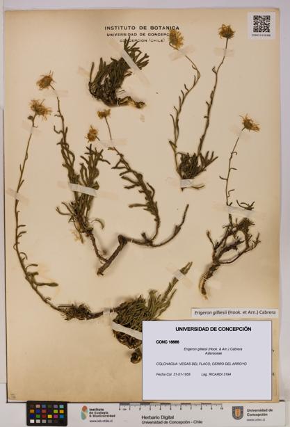 Erigeron gilliesii [Espécimen: UDEC:CONC:0018886]