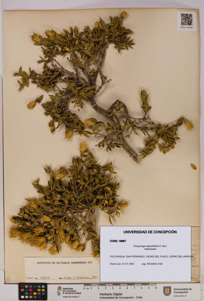 Chuquiraga oppositifolia [Espécimen: UDEC:CONC:0018887]