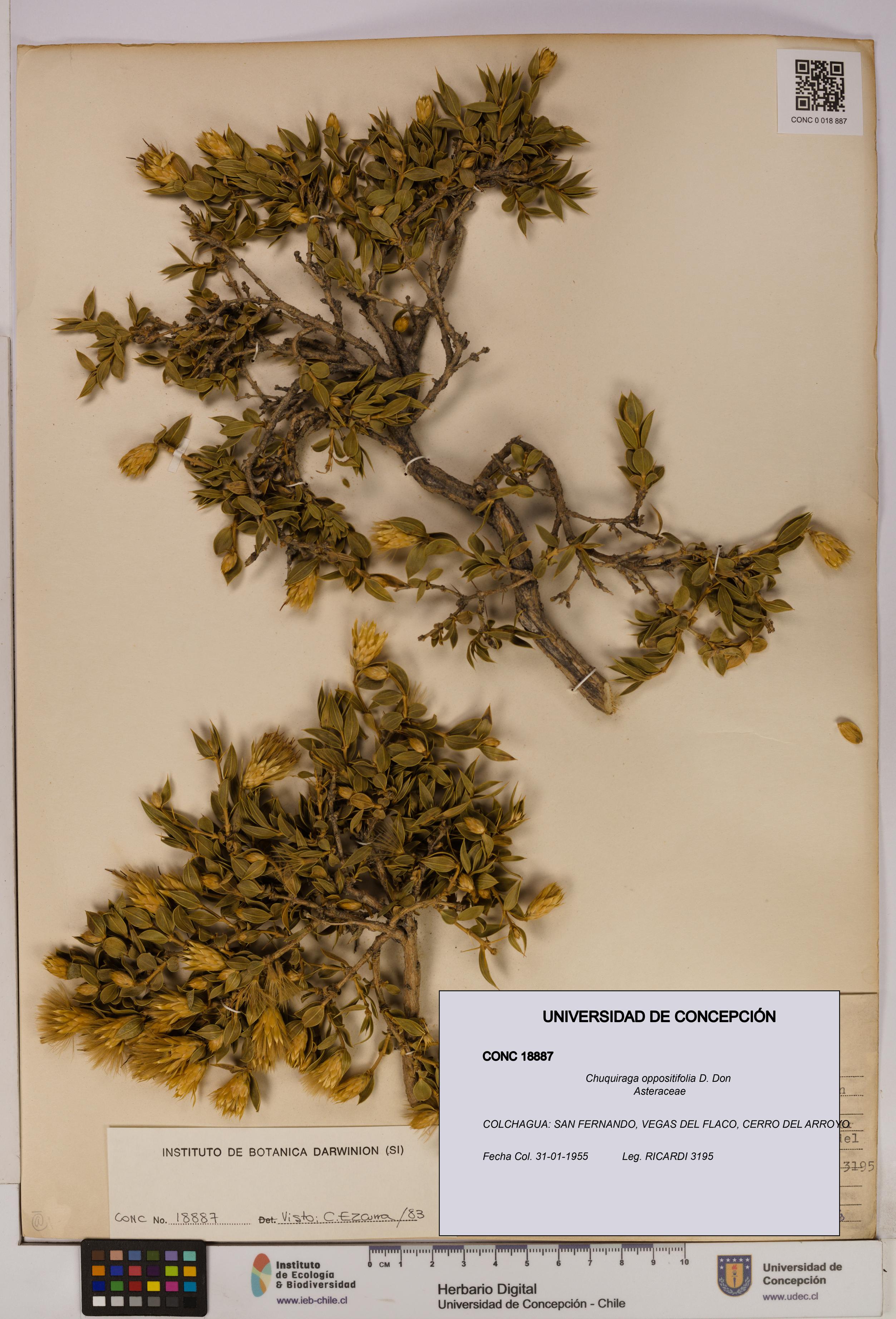 Chuquiraga oppositifolia [Espécimen: UDEC:CONC:0018887]