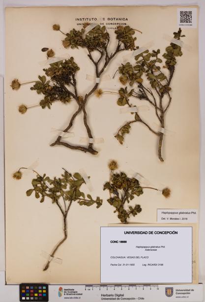 Haplopappus glabratus [Espécimen: UDEC:CONC:0018888]
