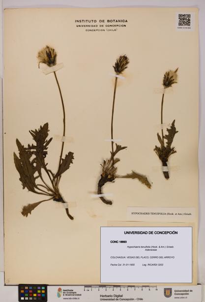 Hypochaeris tenuifolia [Espécimen: UDEC:CONC:0018893]