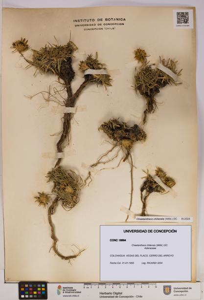 Chaetanthera chilensis [Espécimen: UDEC:CONC:0018894]