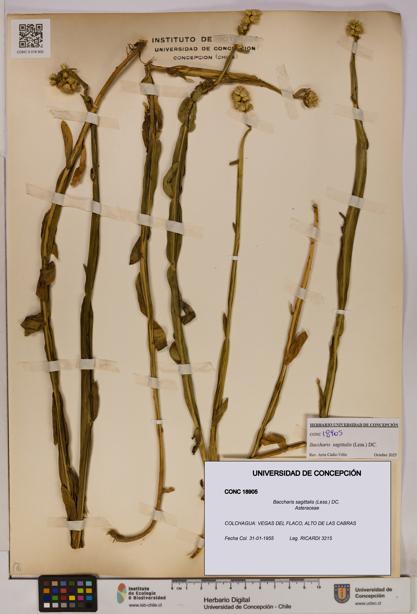 Baccharis sagittalis [Espécimen: UDEC:CONC:0018905]