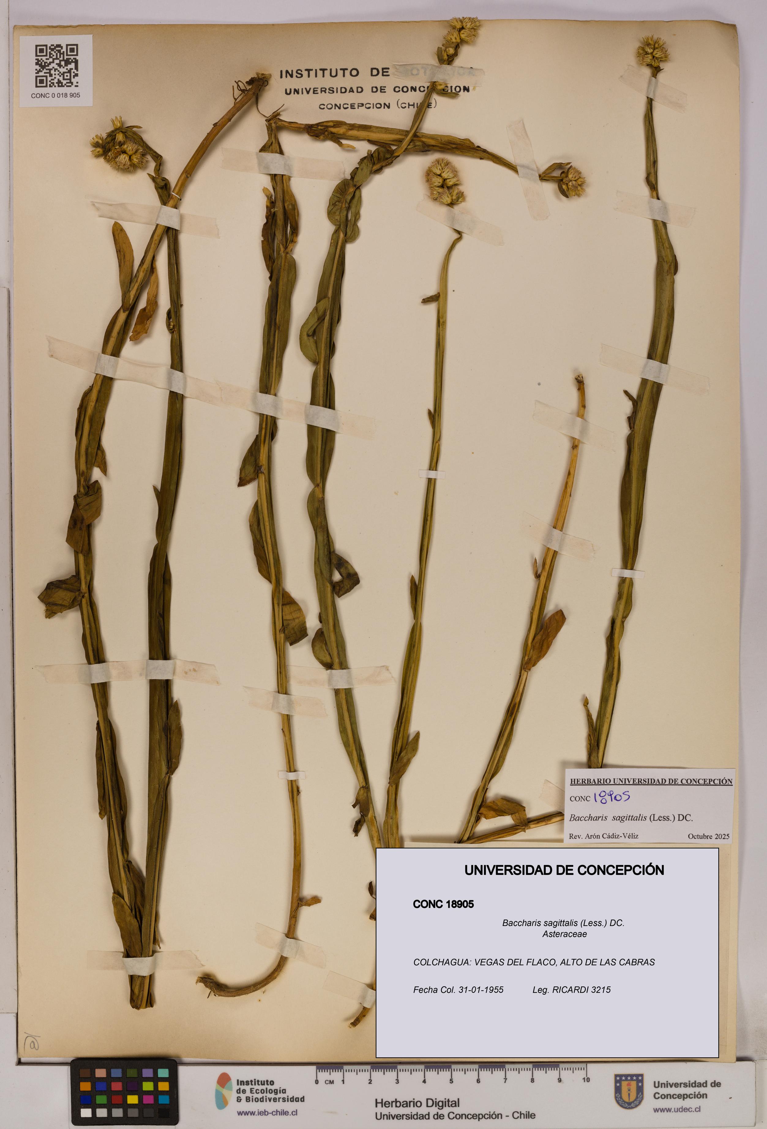 Baccharis sagittalis [Espécimen: UDEC:CONC:0018905]