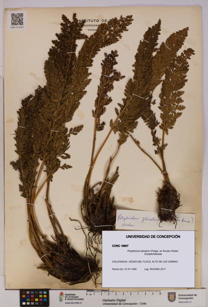 Polystichum plicatum [Espécimen: UDEC:CONC:0018907]
