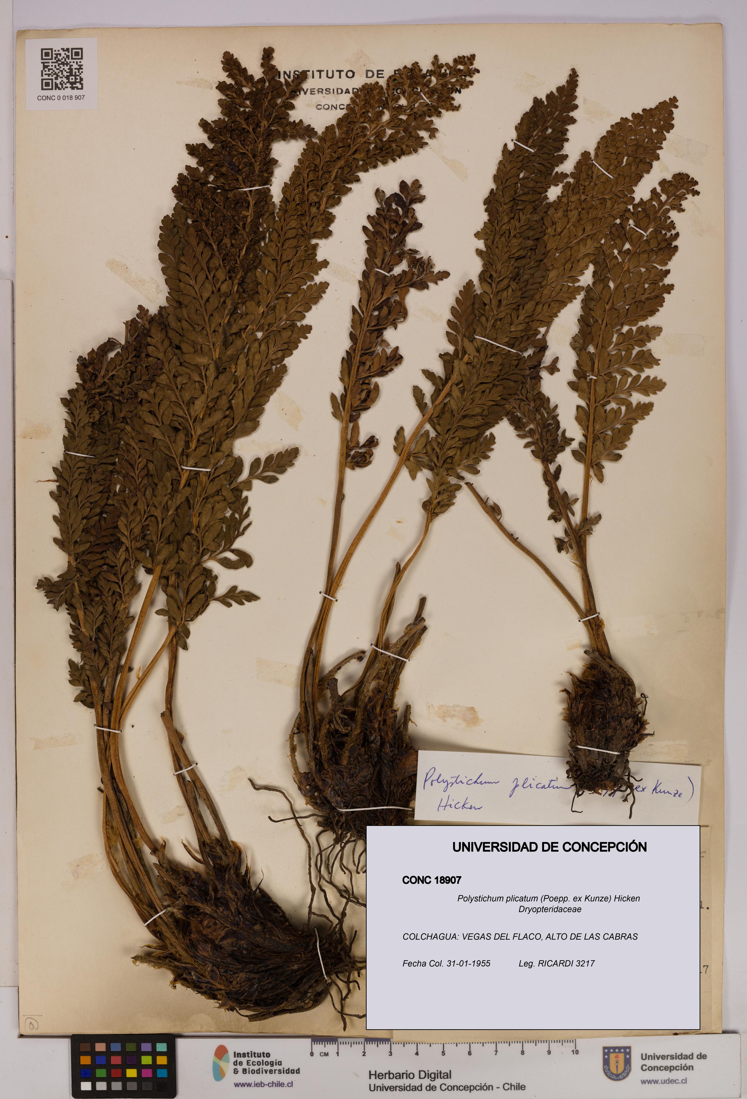 Polystichum plicatum [Espécimen: UDEC:CONC:0018907]