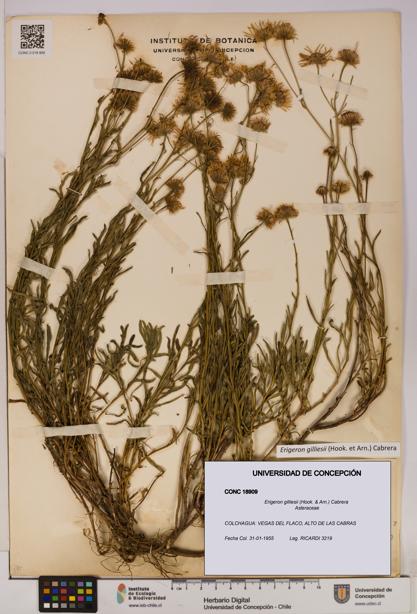 Erigeron gilliesii [Espécimen: UDEC:CONC:0018909]
