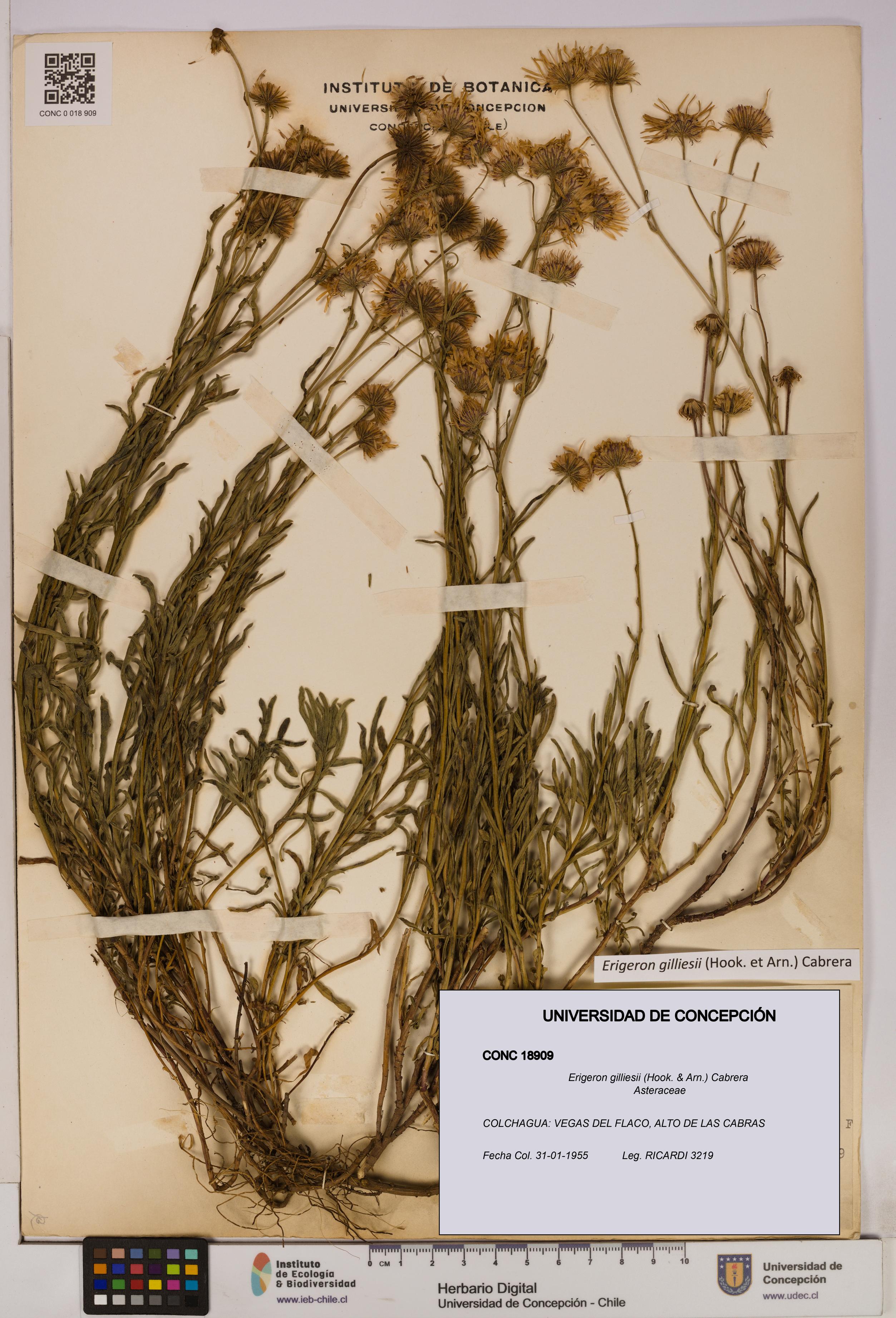 Erigeron gilliesii [Espécimen: UDEC:CONC:0018909]
