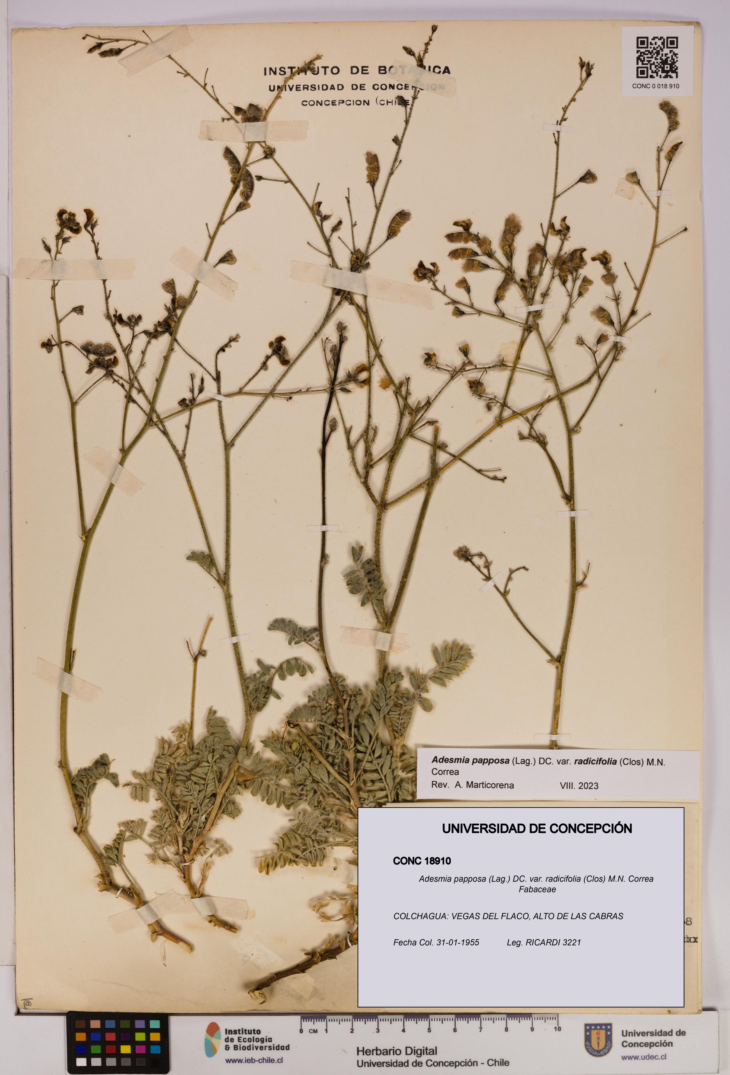 Adesmia papposa var. radicifolia [Espécimen: UDEC:CONC:0018910]