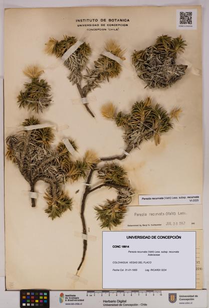 Perezia recurvata subsp. recurvata [Espécimen: UDEC:CONC:0018914]