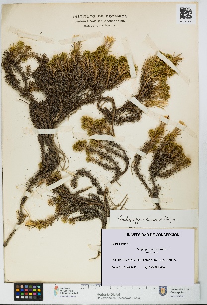 Calopappus acerosus [Espécimen: ]
