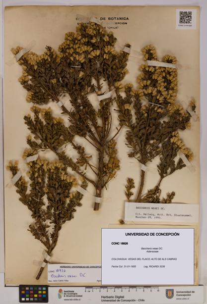 Baccharis neaei [Espécimen: UDEC:CONC:0018926]