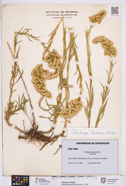 Solidago chilensis [Espécimen: ]