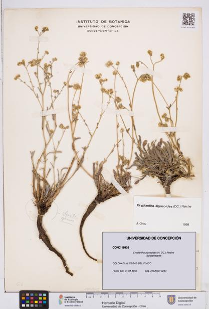 Cryptantha alyssoides [Espécimen: ]