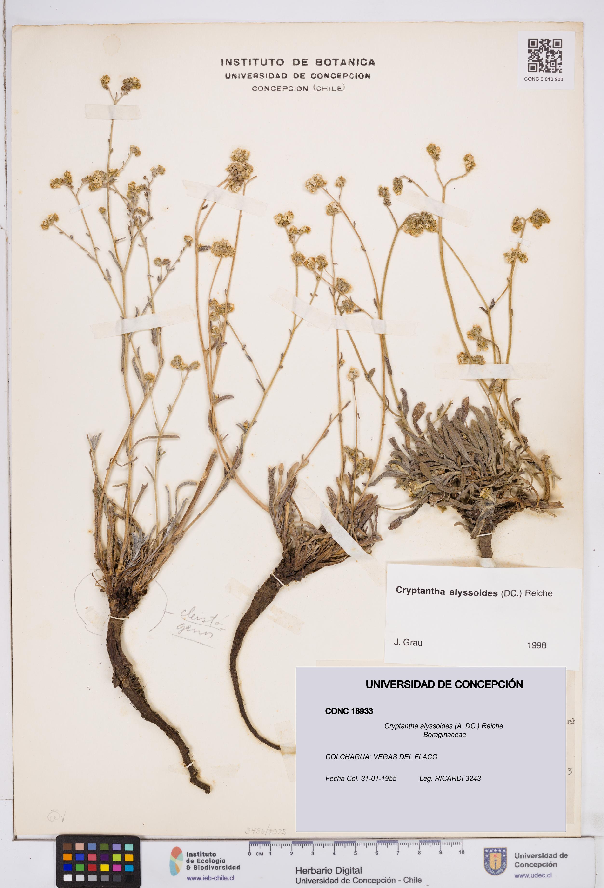 Cryptantha alyssoides [Espécimen: ]