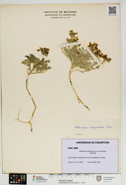 Adesmia corymbosa var. corymbosa [Espécimen: UDEC:CONC:0018938]