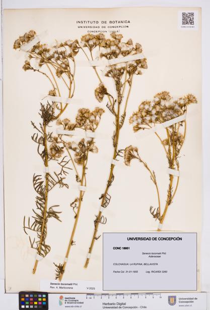 Senecio tocornalii [Espécimen: ]