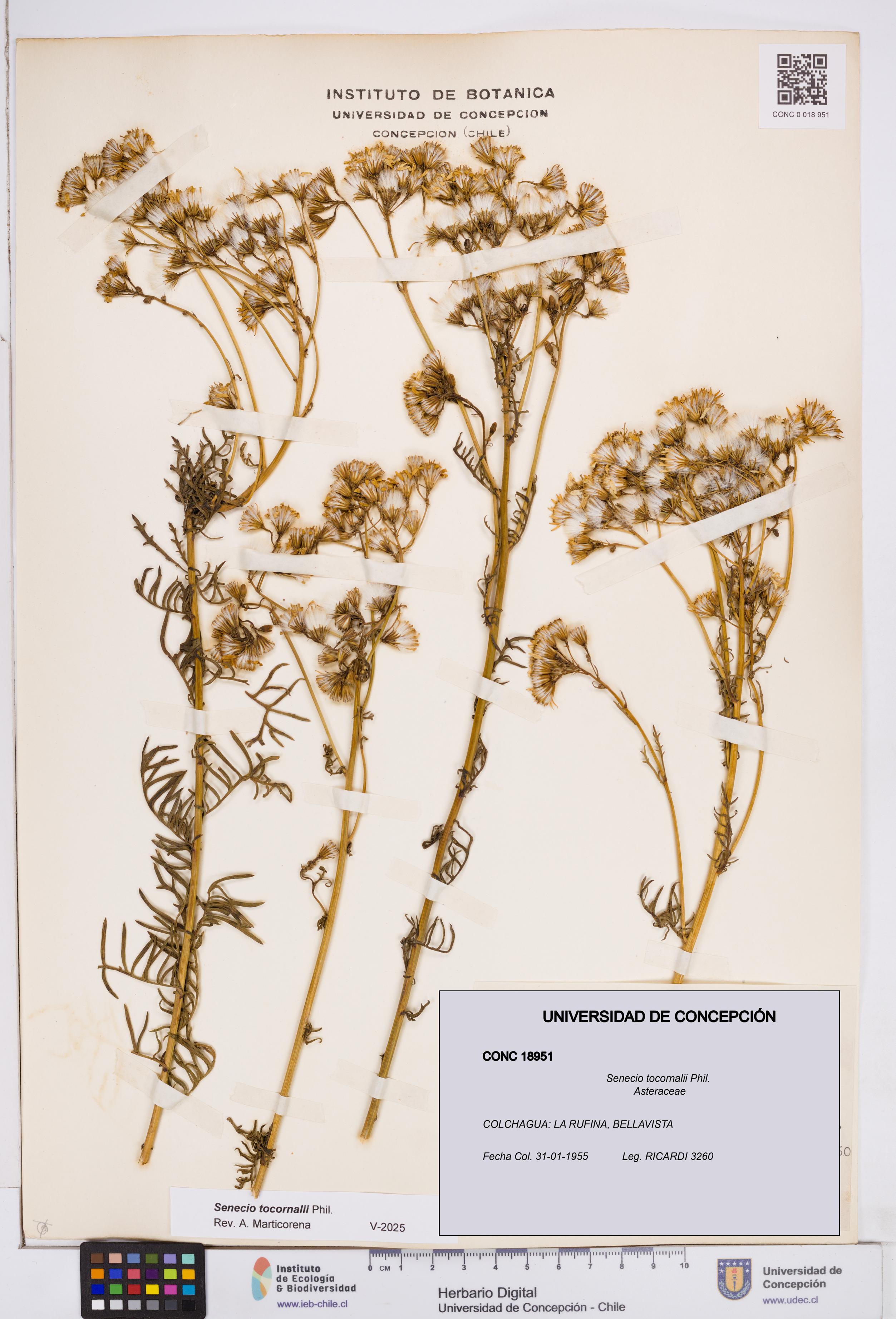Senecio tocornalii [Espécimen: ]