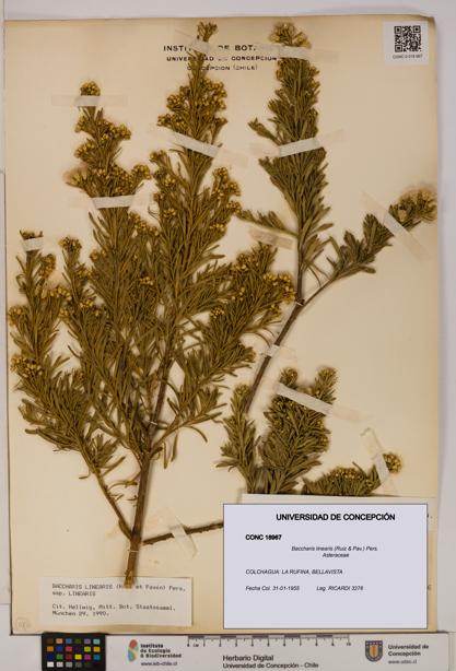 Baccharis linearis [Espécimen: UDEC:CONC:0018967]