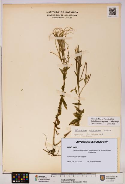 Epilobium tetragonum [Espécimen: UDEC:CONC:0018972]