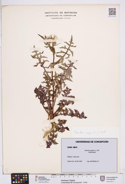 Sonchus asper [Espécimen: ]