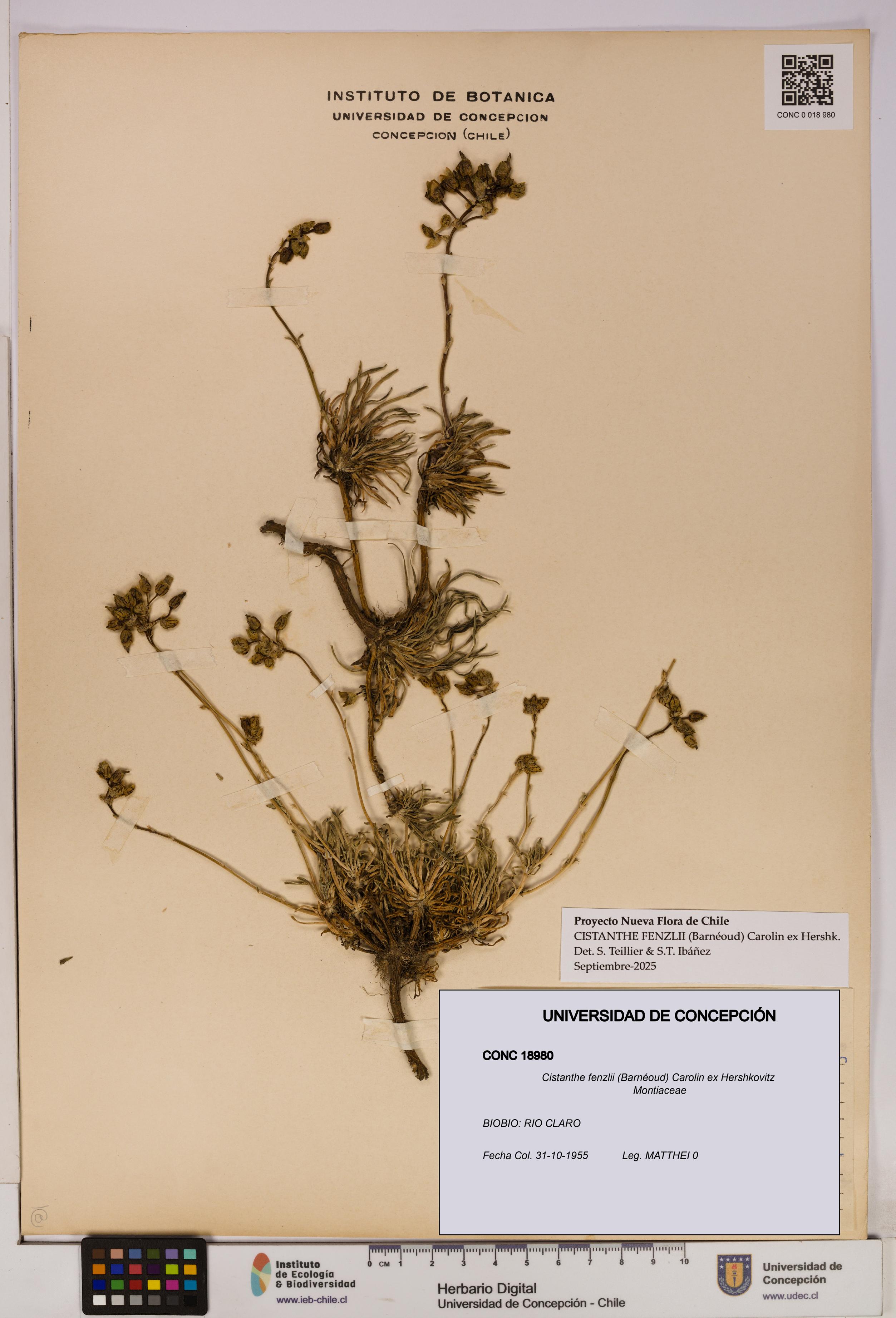 Cistanthe fenzlii [Espécimen: UDEC:CONC:0018980]