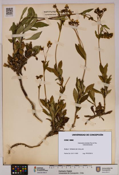 Calceolaria dentata [Espécimen: UDEC:CONC:0018992]