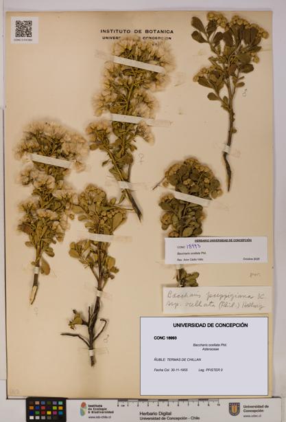 Baccharis ocellata [Espécimen: UDEC:CONC:0018993]