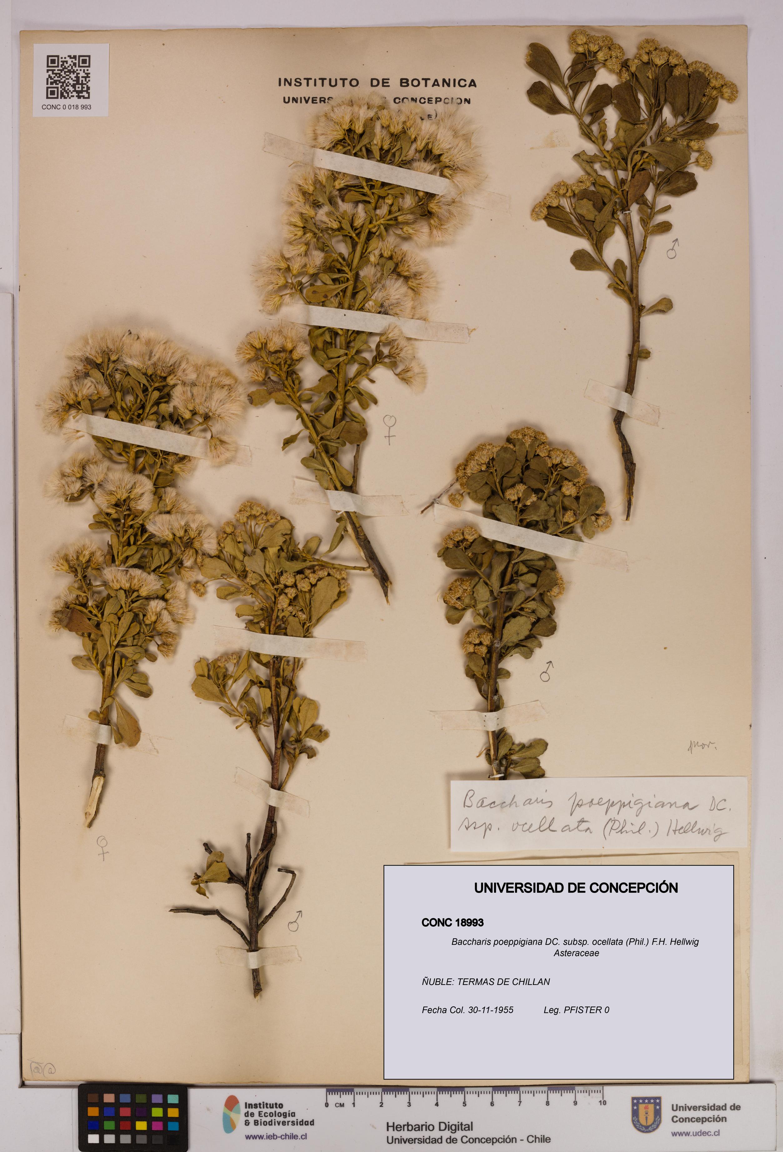 Baccharis poeppigiana subsp. ocellata [Espécimen: UDEC:CONC:0018993]