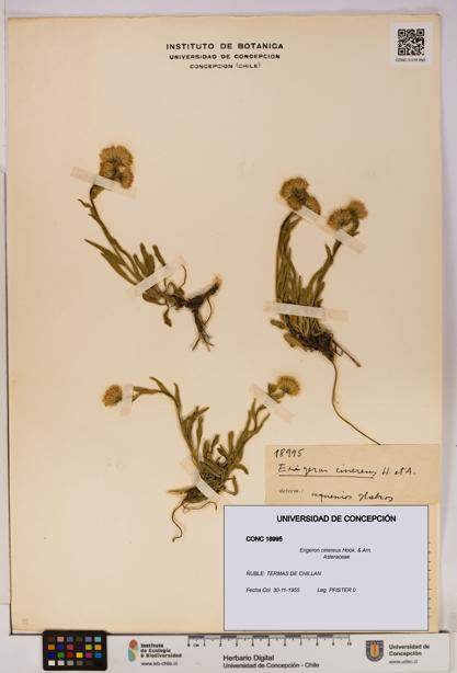 Erigeron cinereus [Espécimen: UDEC:CONC:0018995]