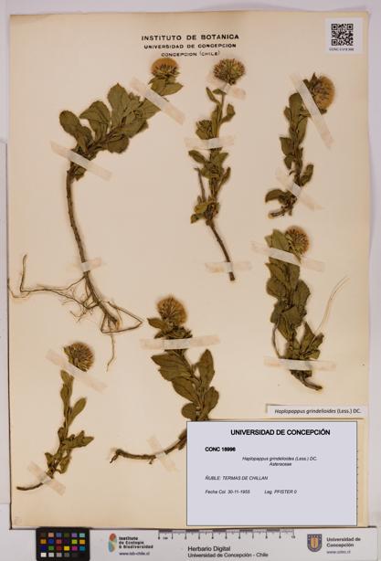Haplopappus grindelioides [Espécimen: UDEC:CONC:0018996]