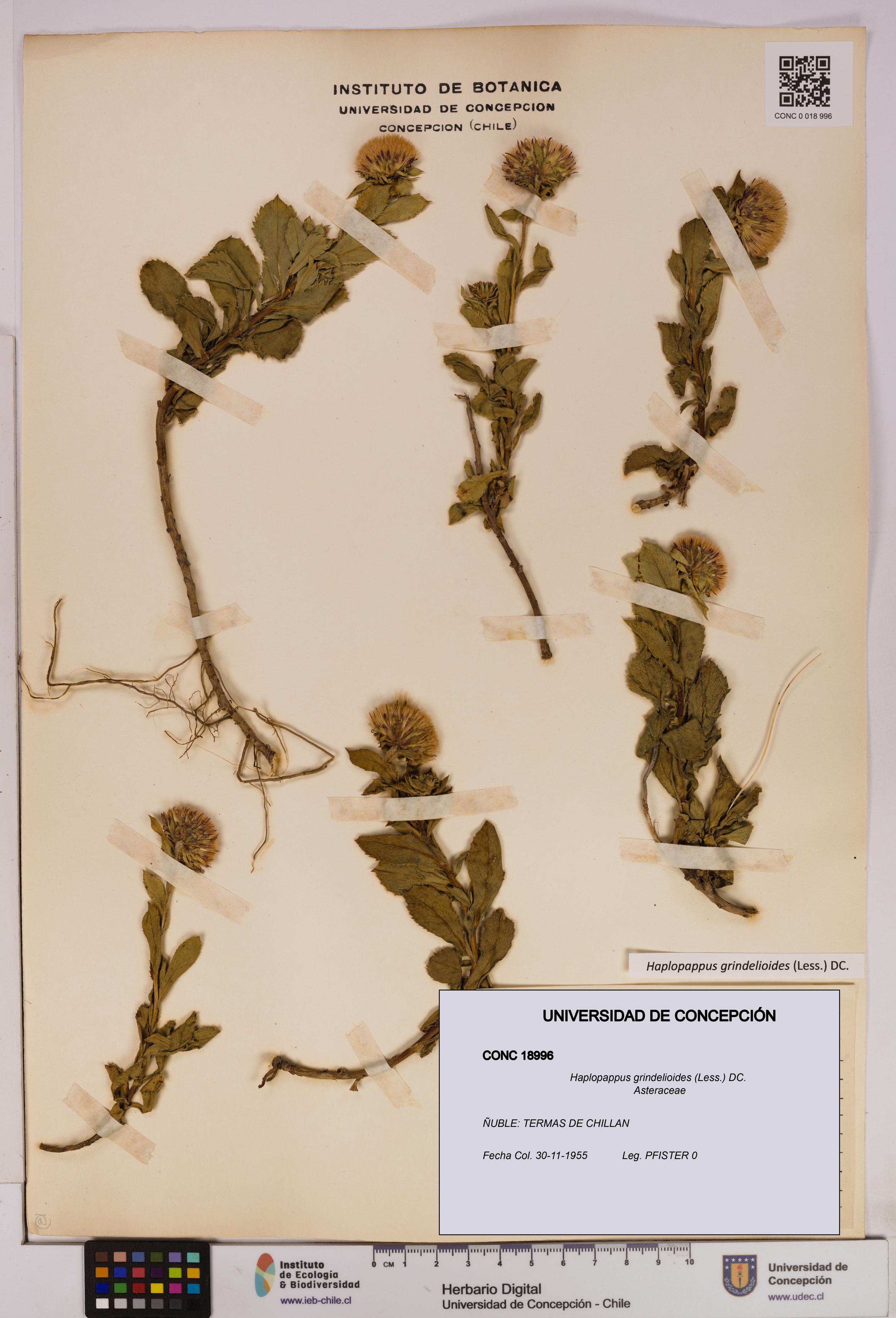 Haplopappus grindelioides [Espécimen: UDEC:CONC:0018996]