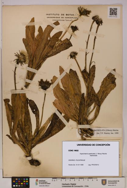 Hypochaeris spathulata [Espécimen: UDEC:CONC:0019022]