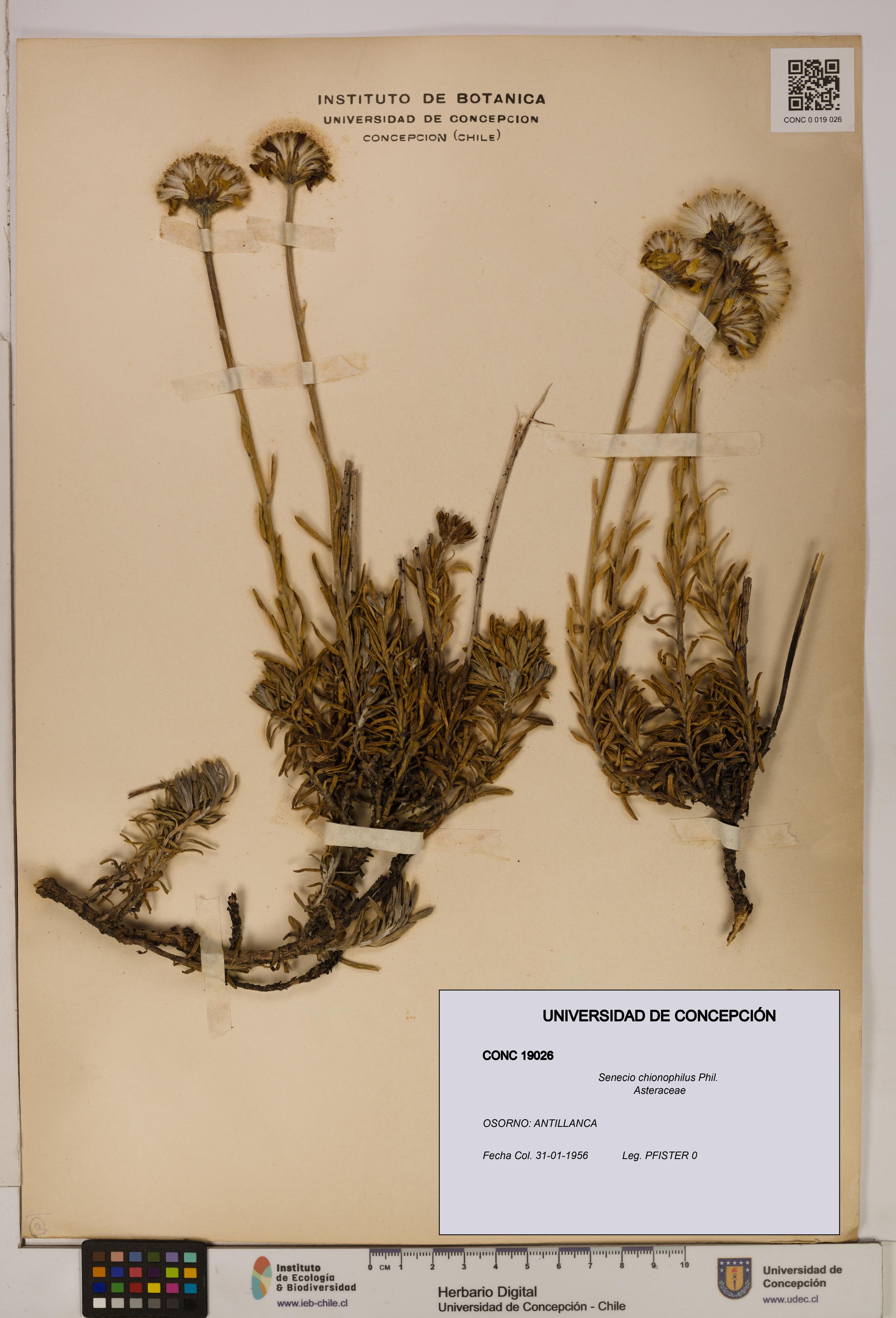 Senecio chionophilus [Espécimen: UDEC:CONC:0019026]