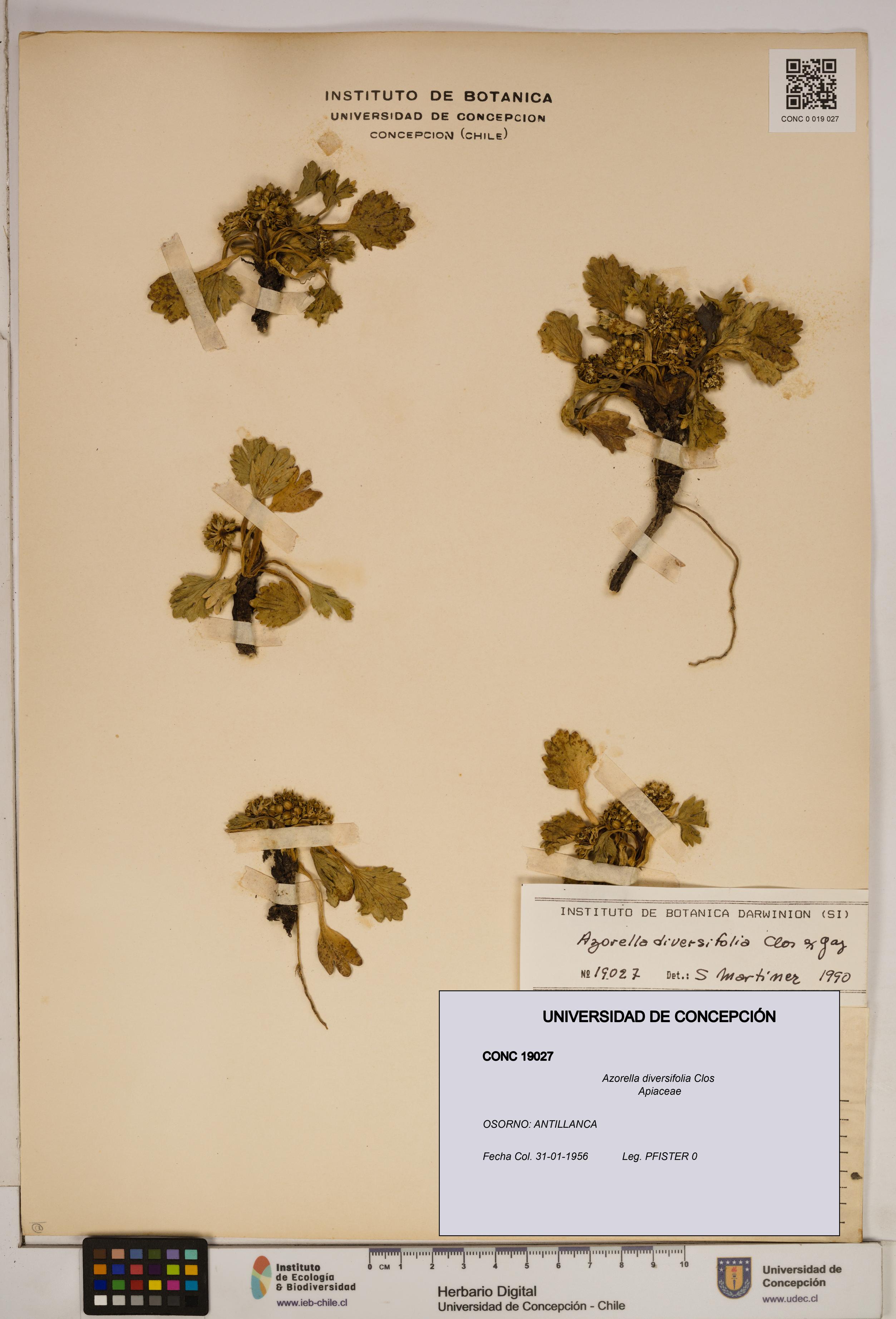 Azorella diversifolia [Espécimen: ]