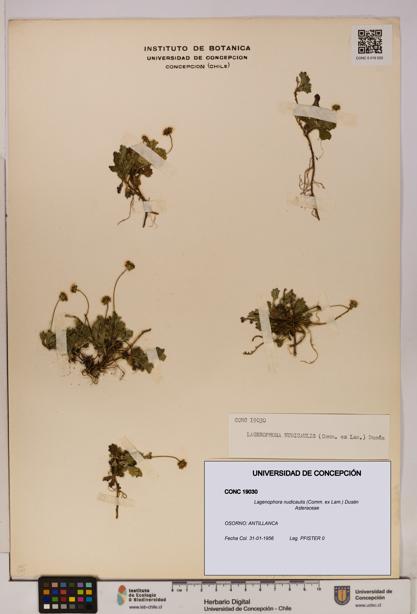 Lagenophora nudicaulis [Espécimen: ]