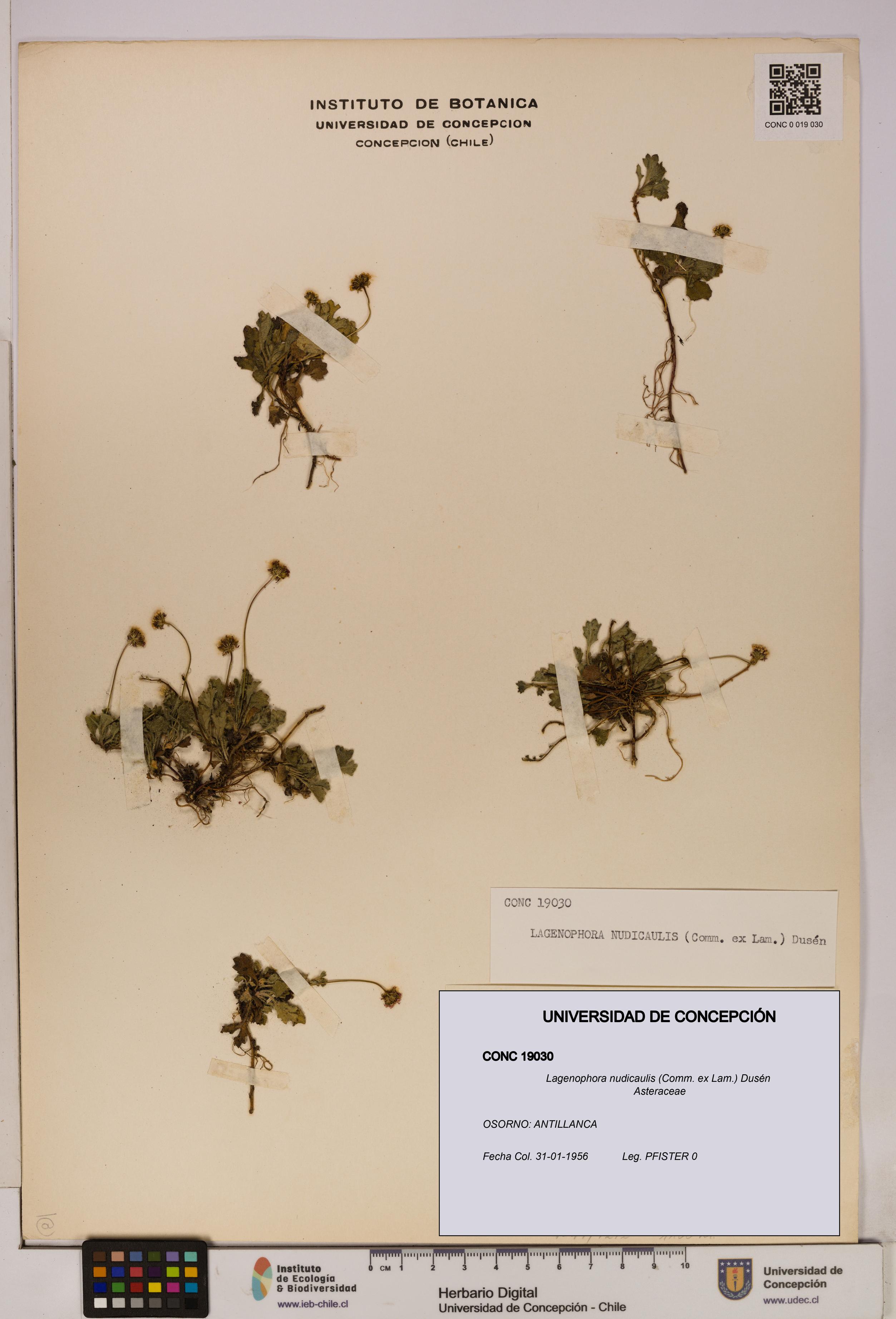 Lagenophora nudicaulis [Espécimen: ]
