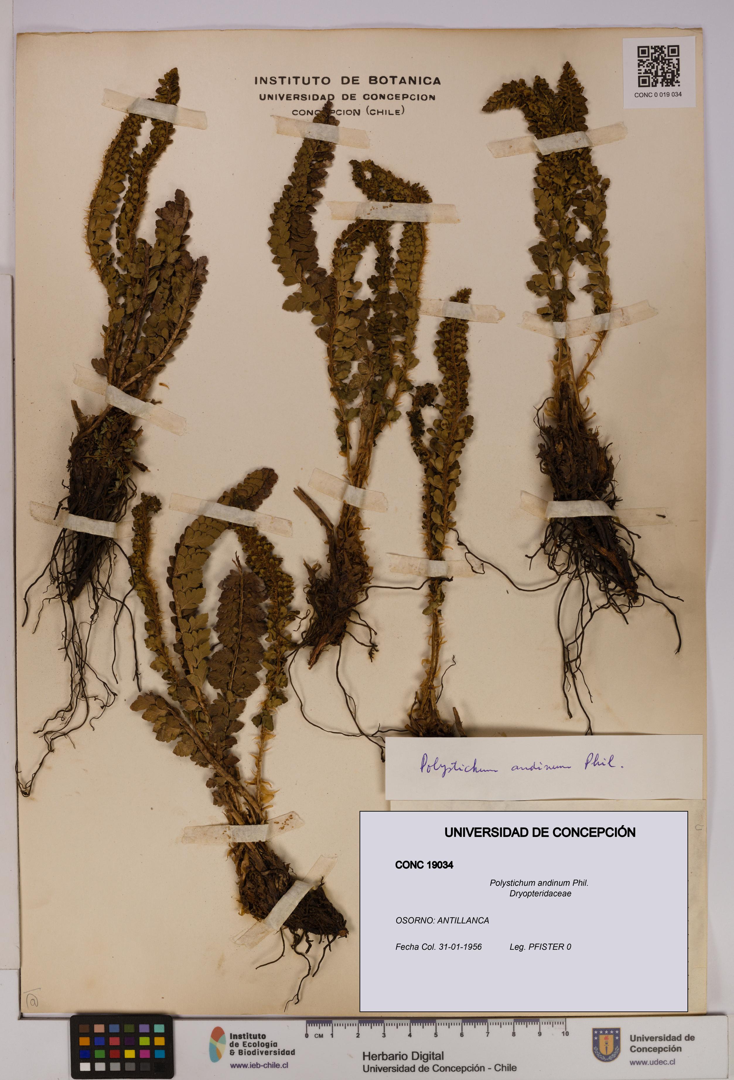 Polystichum andinum [Espécimen: UDEC:CONC:0019034]